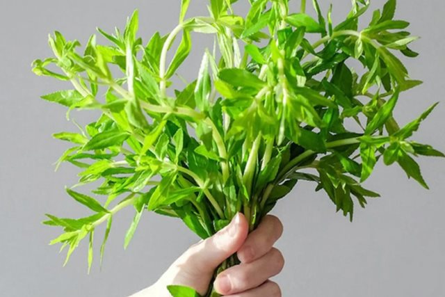 Công dụng trị bệnh của rau ngổ và cách dùng an toàn